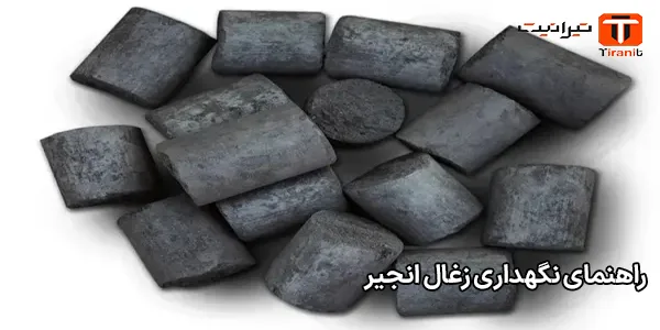 راهنمای نگهداری زغال انجیر راهنمای نگهداری زغال انجیر